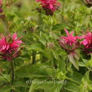 Monarda 'Pink Lace'