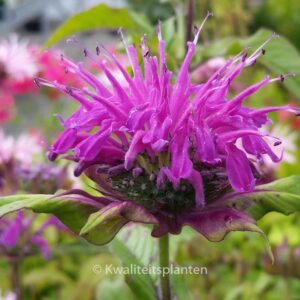 Monarda 'Praerienacht'
