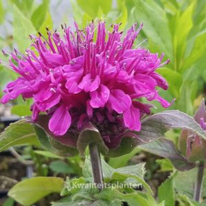 Monarda 'Purple Lace'