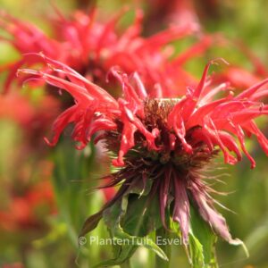 Monarda 'Squaw'