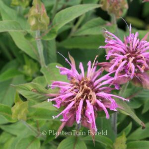 Monarda 'Violet Queen'