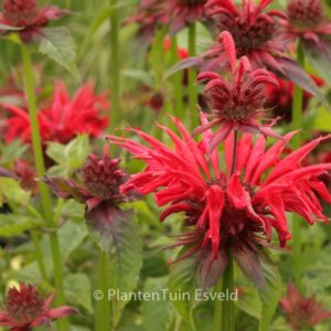 Monarda didyma