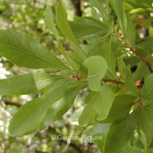 Morella pensylvanica