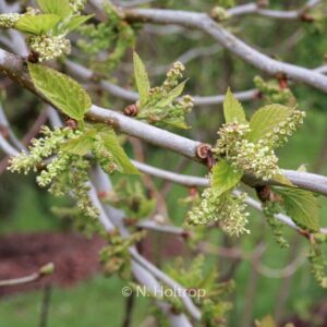 Morus latifolia 'Spirata'