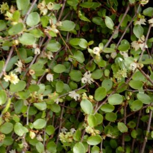 Muehlenbeckia complexa