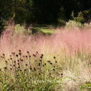 Muhlenbergia capillaris