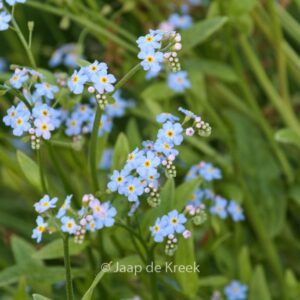Myosotis palustris