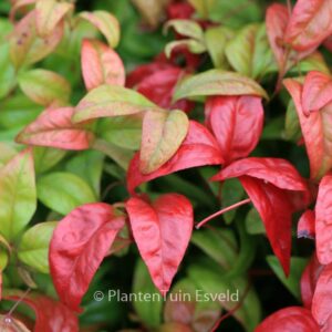 Nandina domestica 'Fire Power'