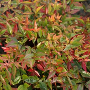 Nandina domestica 'Gulf Stream'