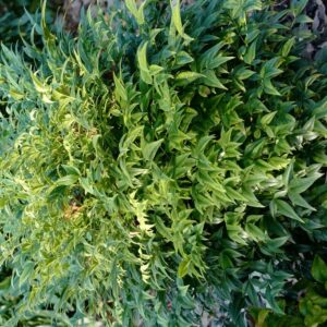 Nandina domestica 'Lemon-Lime'