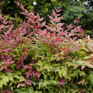 Nandina domestica 'Seika' (OBSESSED)