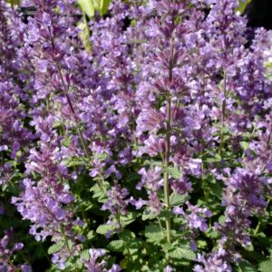 Nepeta 'Cat's Pajamas'
