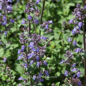 Nepeta 'Purssian Blue'