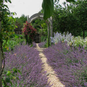 Nepeta 'Six Hills Giant'