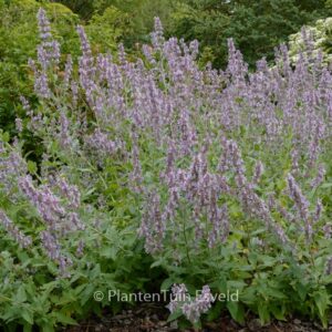 Nepeta 'Veluws Blauwtje'