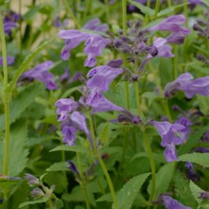 Nepeta 'Weinheim Big Blue'