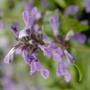 Nepeta nervosa 'Neptune'