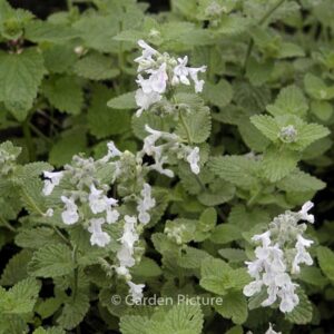 Nepeta racemosa 'Snowflake'