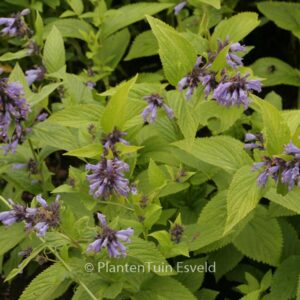 Nepeta subsessilis 'Washfield'