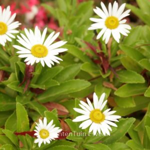 Nipponanthemum nipponicum