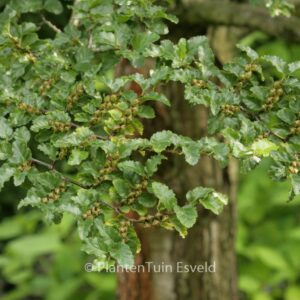 Nothofagus antarctica