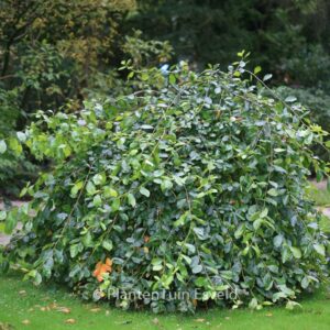 Nyssa sylvatica 'Autumn Cascades'