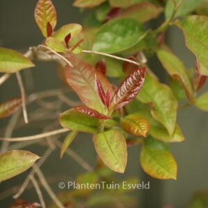 Nyssa sylvatica 'Haymanred' (RED RAGE)