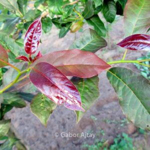 Nyssa sylvatica 'Red Red Wine'