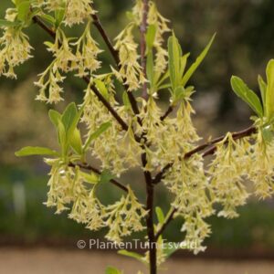 Oemleria cerasiformis