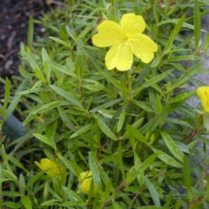 Oenothera 'African Sun'