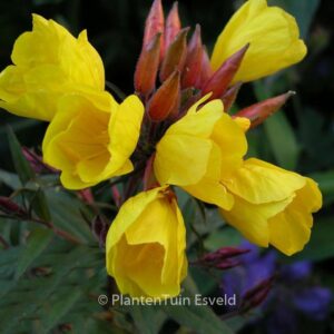 Oenothera fruticosa 'Fyrverkeri'