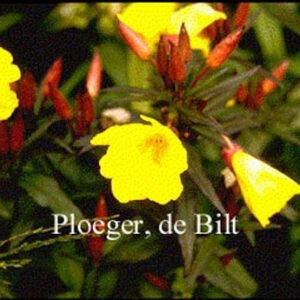 Oenothera fruticosa 'Sonnenwende'