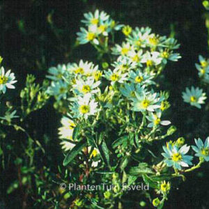 Olearia scilloniensis