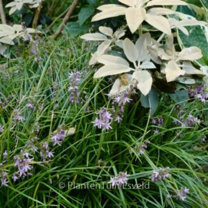 Ophiopogon wallichianus