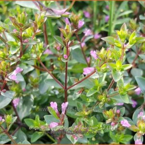 Origanum laevigatum 'Aromatico'