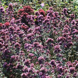 Origanum laevigatum 'Herrenhausen'