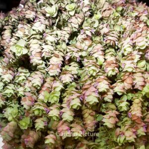 Origanum rotundifolium 'Kent Beauty'