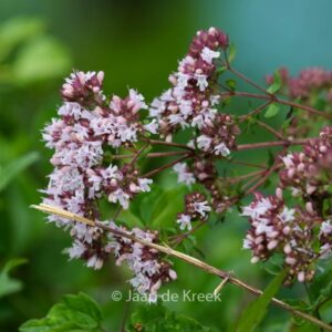 Origanum vulgare