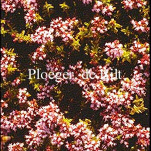 Origanum vulgare 'Compactum'