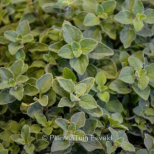 Origanum vulgare 'Hot Spicy'