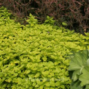 Origanum vulgare 'Thumble's Variety'