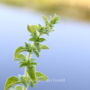 Origanum vulgare hirtum