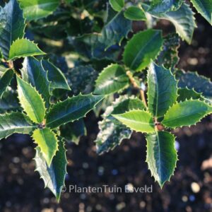 Osmanthus fortunei 'Yokoi'
