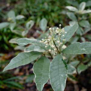 Osmanthus fragrans 'Yinbi Shanghui'