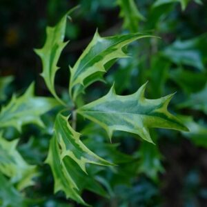 Osmanthus heterophyllus 'Aureomarginatus'