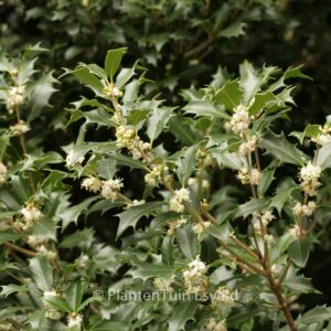 Osmanthus heterophyllus 'Gulftide'
