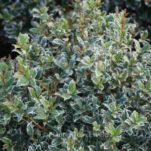 Osmanthus heterophyllus 'Kembu'