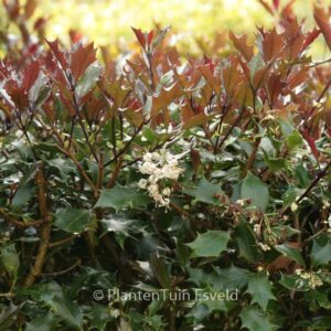 Osmanthus heterophyllus 'Purpureus'