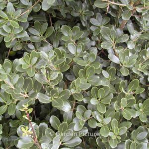 Osmanthus heterophyllus 'Rotundifolius'