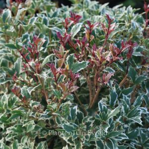 Osmanthus heterophyllus 'Variegatus'